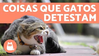 10 COISAS QUE OS GATOS ODEIAM e você deve EVITAR 😾 [upl. by Trout]