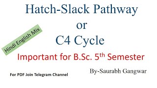 C4 acid cycleHatchSlack Pathways Hindi English mixBSc [upl. by Alfy]