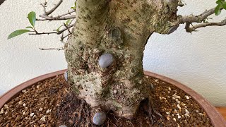 Repot large old Pyracantha The Bonsai Area [upl. by Yartnod]