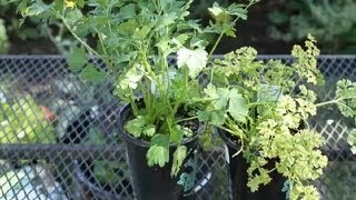 Germinating Parsley  Planting Herbs [upl. by Ahtelrac]