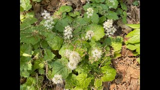 Mondays with Martha 156  Foamflower [upl. by Eliathan307]