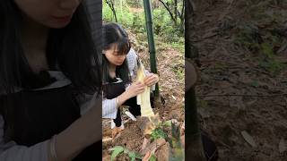 The original ecology of nature Bamboo shoots crisp and tender farming [upl. by Olonam]