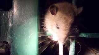 Wild Rat Grooming Itself  Very Tame [upl. by Machutte]