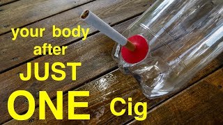 Smoking amp Tobacco Health Risks Diseases amp Effects on the Body  PlusTwo Biology youtubeshort [upl. by Keelby]