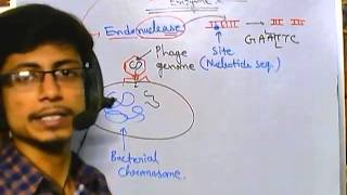 What are restriction enzymes [upl. by Eittah890]