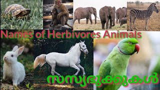 സസ്യഭുക്കുകൾ Names of Herbivores animal [upl. by Amekahs486]