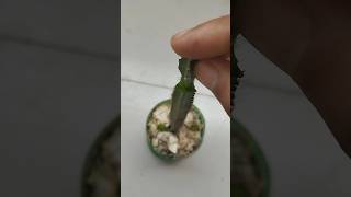 GRAFTING DRAGON FRUIT SCION ON CACTUS PLANT satisfying grafting shorts [upl. by Augy]