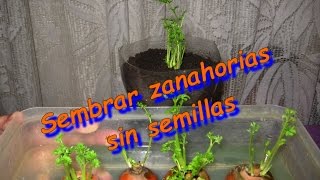 Como sembrar zanahorias sin semillas 2º parte [upl. by Buonomo823]