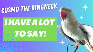 Cosmo The Indian Ringneck Parrot  Talking Indian Ringneck Compilation [upl. by Naarah]