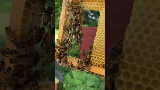 Flow Hive Update Do My Bees Prefer Traditional🍯Frames Over the Plastic Flow Frames Pt3 flowhive [upl. by Sola777]