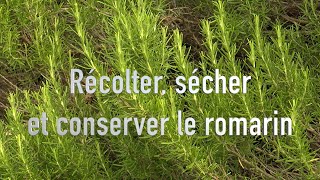 Le romarin  culture et conservation [upl. by Kareem30]