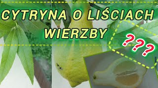 Cytryna Salicifolia  cytrus o liściach wierzby [upl. by Dobbins]