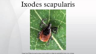 Ixodes scapularis [upl. by Kaliski]