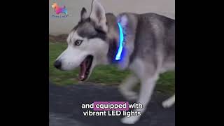 Rechargeable LED Pet Collars [upl. by Cleave472]