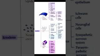 Ectoderm Derivative PAST MCQS fcps part 1 preparation  Raffiullah [upl. by Elocim892]