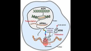 دور هام Le rôle de lARN de transfert [upl. by Lahcim738]