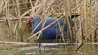 פוריפיריה אפורת ראש מנשנשת קנים ולוביה Grey headed Swamphen with fingerfood [upl. by Paviour605]