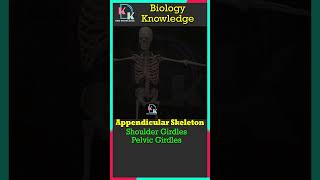 Appendicular Skeleton  Shoulder Girdles  Pelvic Girdles Forelimb  Hindlimbs  Biology  Skeleton [upl. by Meeki]