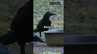 10 Amazing Facts facts shorts ravens birds [upl. by Allemaj638]