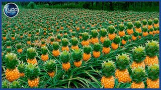 Como são produzidos os abacaxis mais deliciosos do mundo 🍍 Incrível Processo de cultivo de abacaxi [upl. by Lirba807]