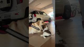 🐶Tyson ki carona vochindi anukuna juno🐶🤣short video😍 [upl. by Llecrup]