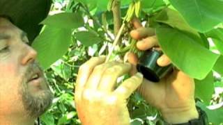 Cherimoya Hand Pollination [upl. by Nerag]