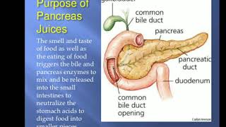 Pancreaspancreas in hindi Bpharma study APP [upl. by Emoraj]