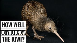 Kiwi Bird  Description Characteristics and Facts [upl. by Thordia]