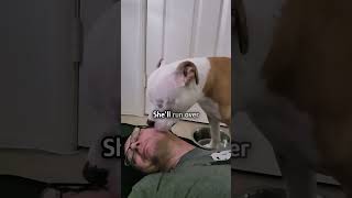 Blind pittie remembers man after months [upl. by Kcirted]