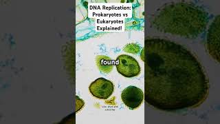 DNA Replication Prokaryotes vs Eukaryotes Explained viralvideo replication biology GCSE NCERT [upl. by Esilahc]