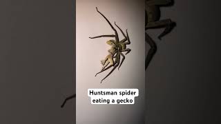 Huntsman spider Heteropoda venatoria eating a house gecko viral srilanka spider gecko wow [upl. by Shirk]