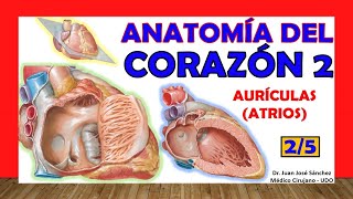 🥇 Anatomía del CORAZÓN 25  Aurículas configuración interna [upl. by Eecram]