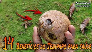 Os Benefícios do jenipapo para saúde  plantas que curam [upl. by Eneles]