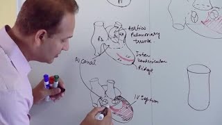 Difference Between Alveoli and Alveolus [upl. by Murvyn262]