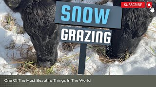 Snow grazing on nice orchard grass with timelapse video [upl. by Turtle301]