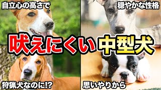 【いつでも静か】忠実で吠えにくい中型犬5選！！ [upl. by Elbart]