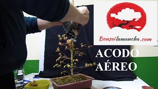 Como hacer un acodo Arce Palmatum [upl. by Siurtemed]