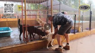 MUFASA  Labrador  Chegada ao Canil  Coprofagia ou estresse [upl. by Ezra]