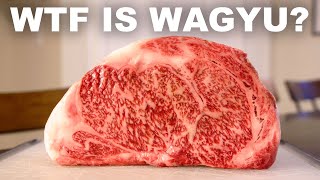 The history science and taste of Wagyu beef [upl. by Tharp136]