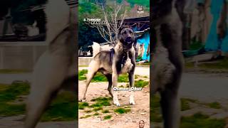 Wolf dog Vs another dog viral trending video shorts youtube [upl. by Hourigan]