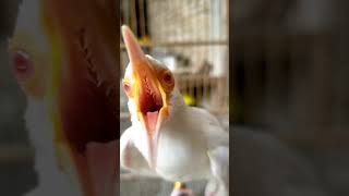 jalak suren albino mata merah 08179966600 [upl. by Anitserp]