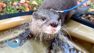 Otter Lost on the Road [upl. by Archie]