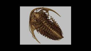 508MillionYearOld Trilobite Fossils Unveil New Features [upl. by Ettenna]