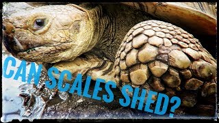 Does a Tortoise Shed Scales [upl. by Wilona490]