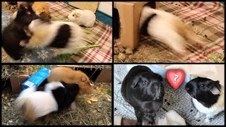 Ridiculous guinea pig fight  the conclusion [upl. by Yorgen]