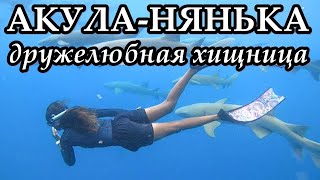 АКУЛАНЯНЬКА  Дружелюбная хищница [upl. by Anitra411]