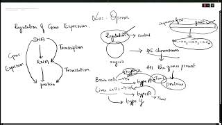 lac operon [upl. by Charry]