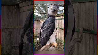 Unique majestic bird harpy eagle [upl. by Adar]