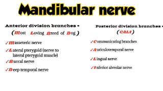 mandibular nerve branches  mandibular nerve anatomy mnemonics  medicalmnemonics786 [upl. by Oiramd]