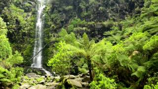 🐦 Jungle Ambient Sounds with Flowing and Falling Water Combined with the Sound of Australian Birds [upl. by Vahe]